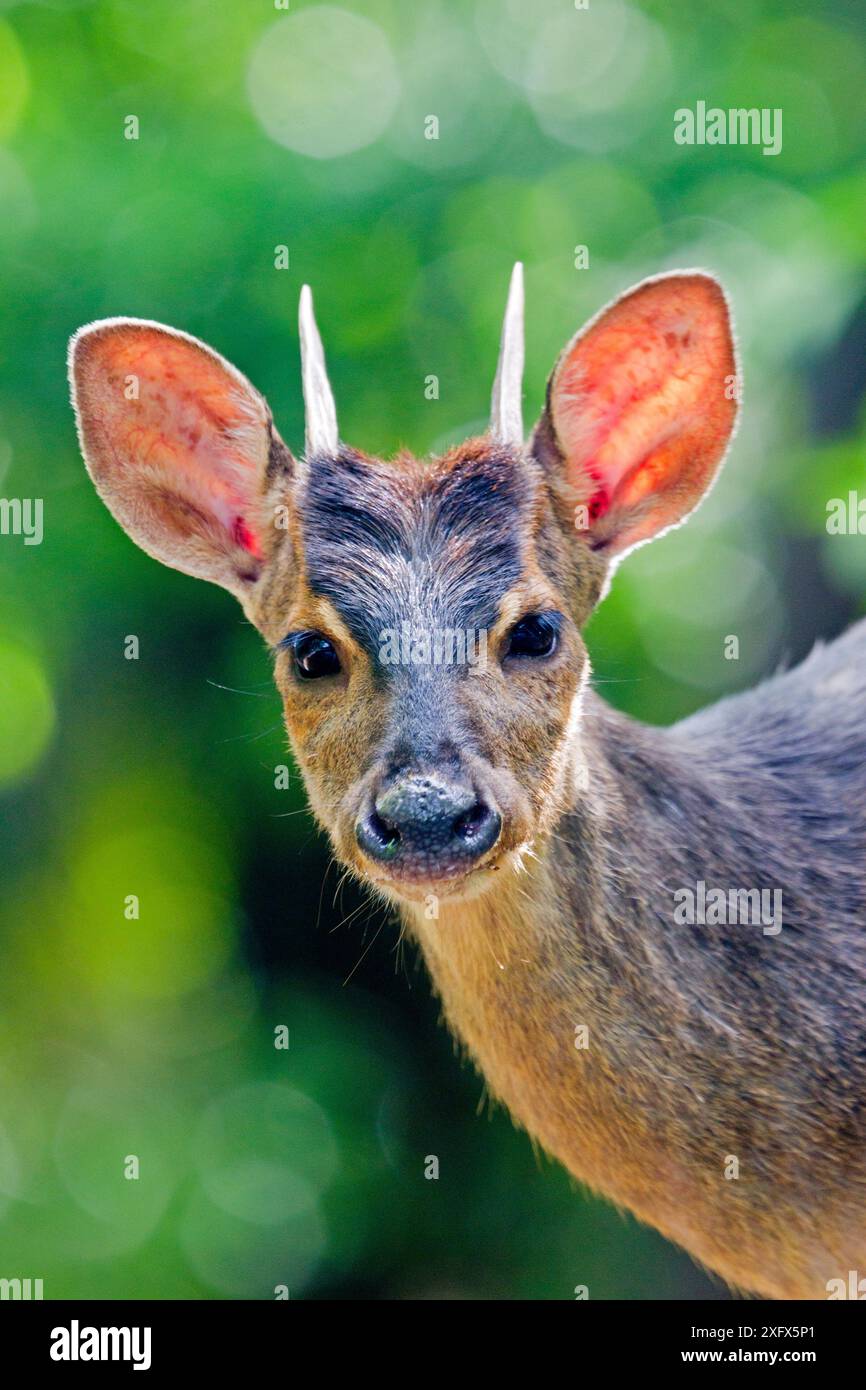 Cervo a razzo grigio (Mazama gouazoubira), Pantanal, Mato grosso, Brasile. Foto Stock