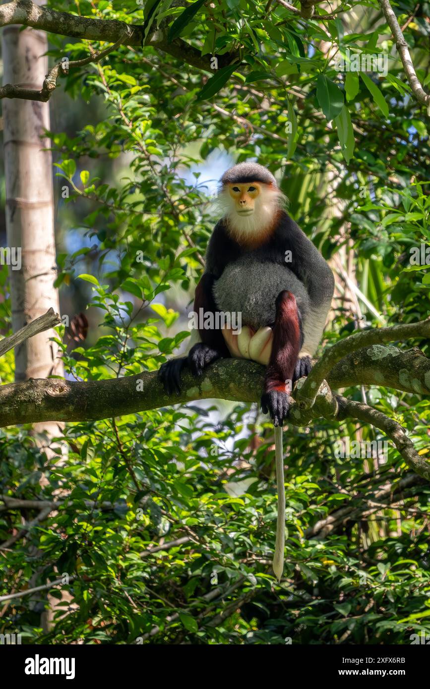 Red-shanked Douc langur - Pygathrix nemaeus, splendido primate dai colori unici endemico delle foreste tropicali del sud-est asiatico, Denang, Vietnam. Foto Stock