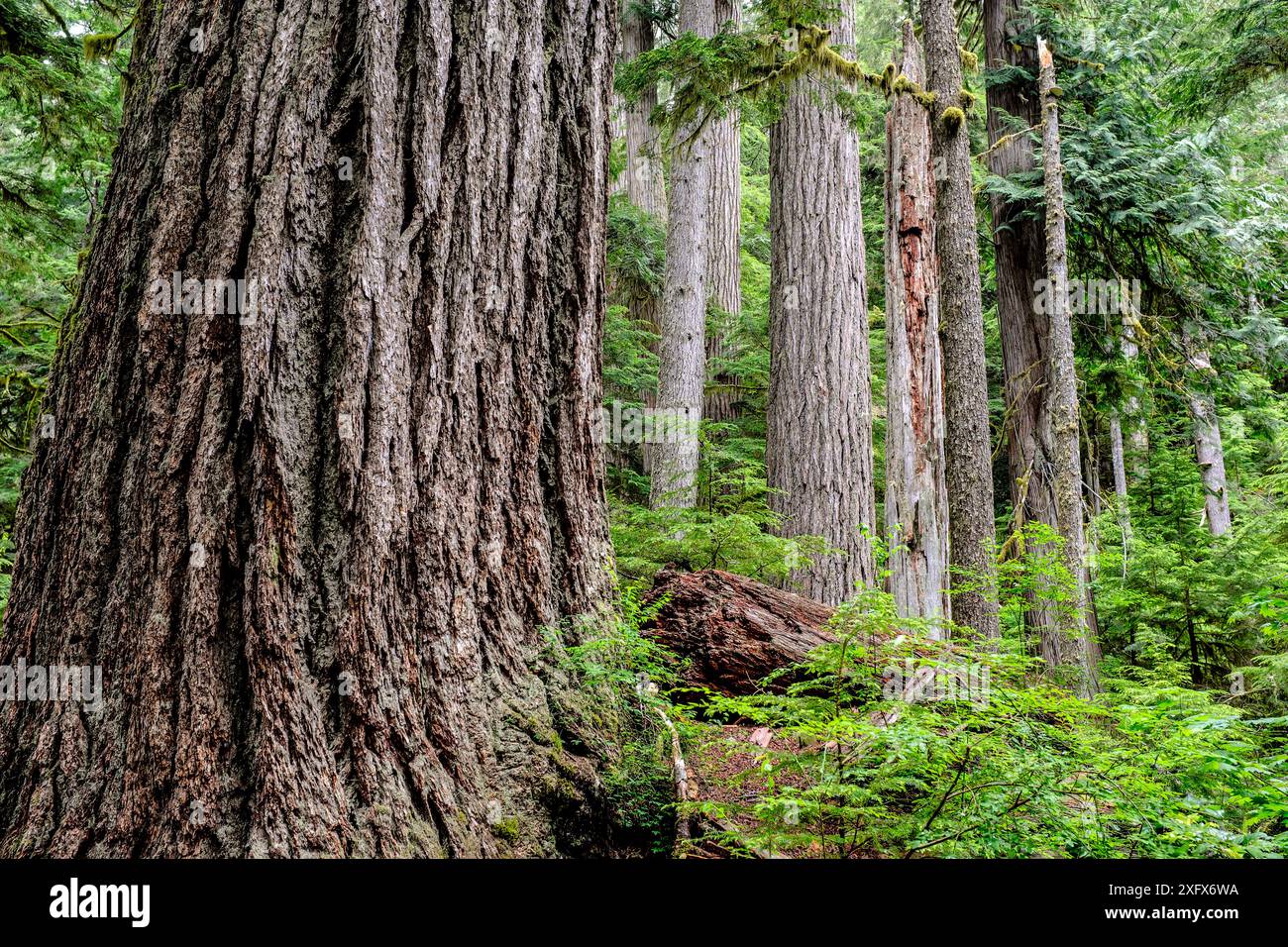 Grandi alberi lungo il Twin Firs Trail nella valle del fiume Nisqually del Mount Rainier National Park, USA, giugno. Foto Stock