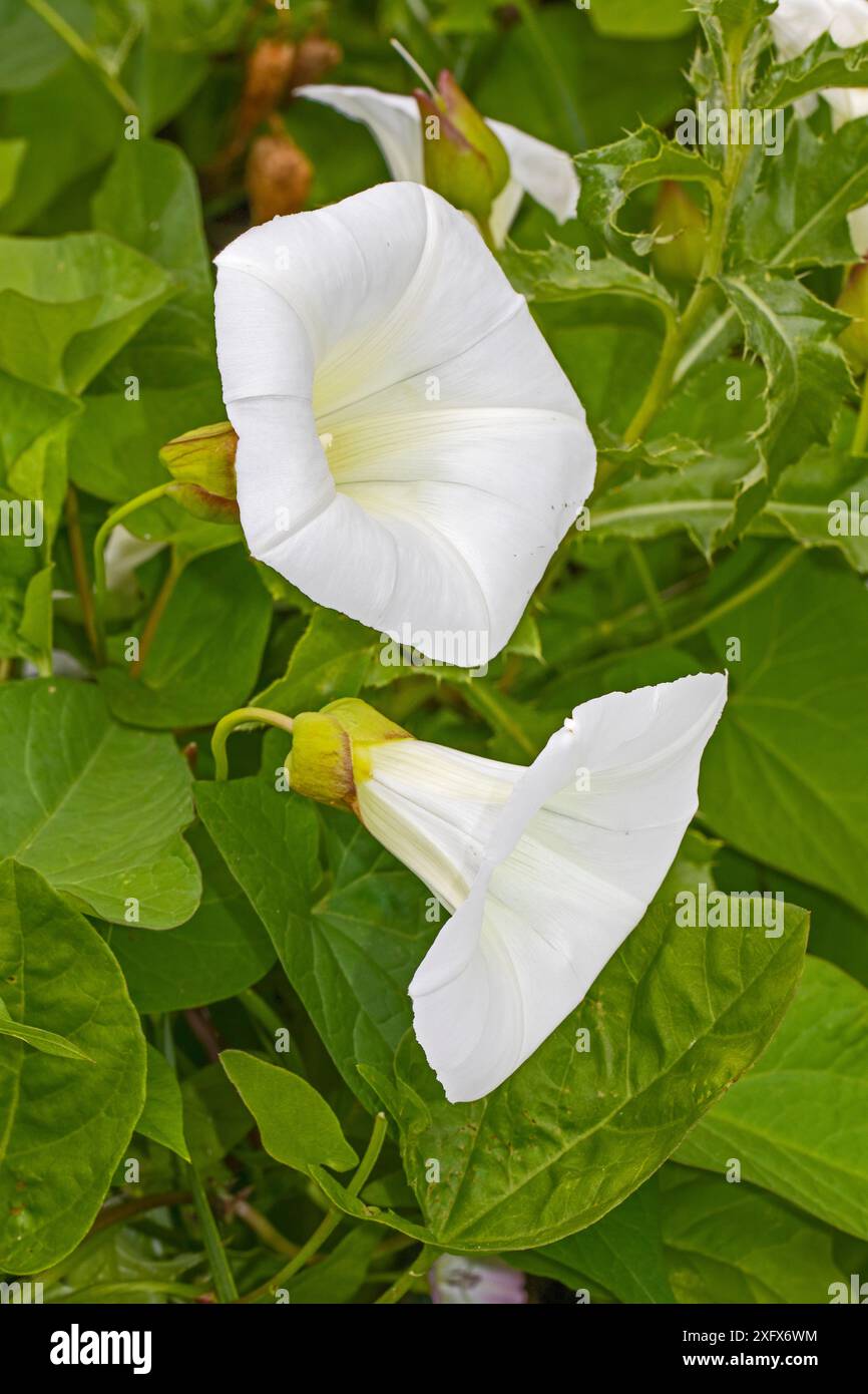 Hedge bindweed (Calystegia sepium) Brockley Cemetery, Lewisham, Londra, Inghilterra, Regno Unito. Giugno. Foto Stock