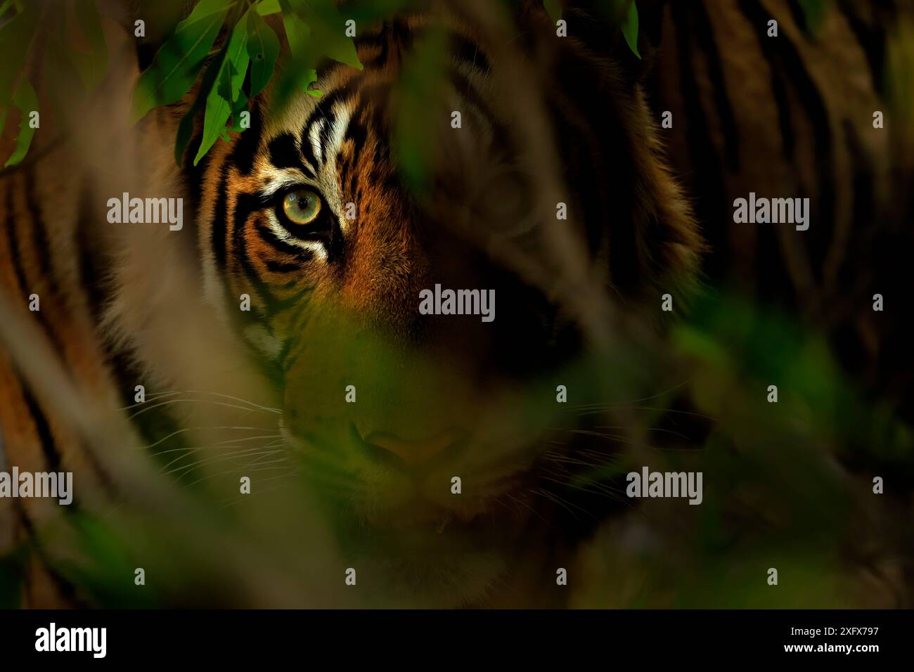 Occhio di tigre del Bengala (Panthera tigris) nella foresta, Ranthambhore, India Foto Stock