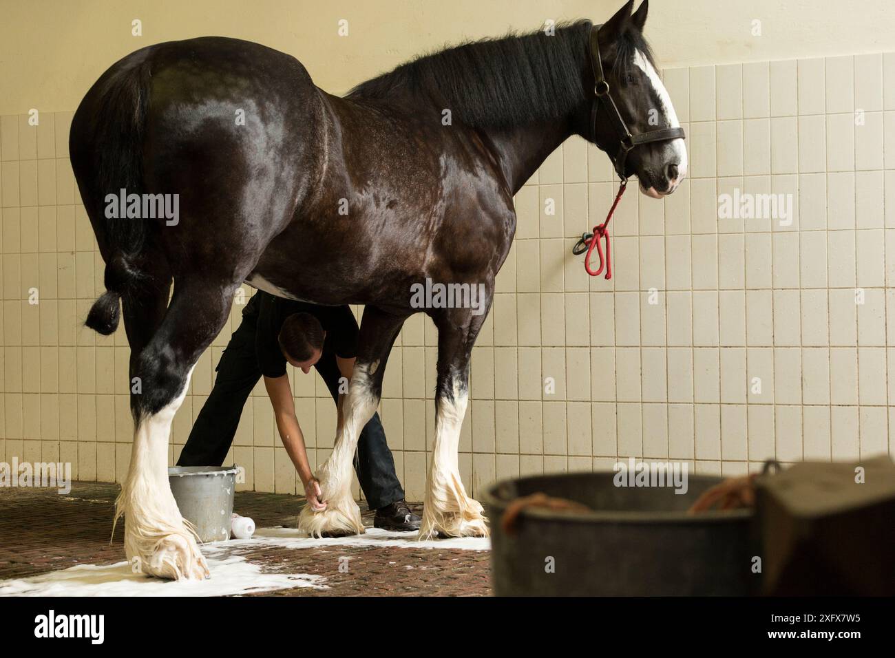 Un membro del personale Heineken lava un raro cavallo della Contea prima di guidare, presso la storica fabbrica di birra Heineken ad Amsterdam, Paesi Bassi, giugno 2018. Foto Stock