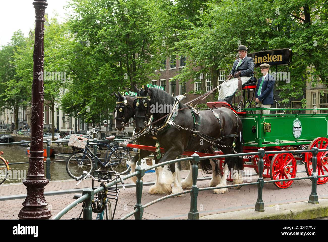 Due rari cavalli Shire tirano un Heineken Dray, vicino a un canale, per le strade di Amsterdam, Paesi Bassi, giugno 2018. Foto Stock