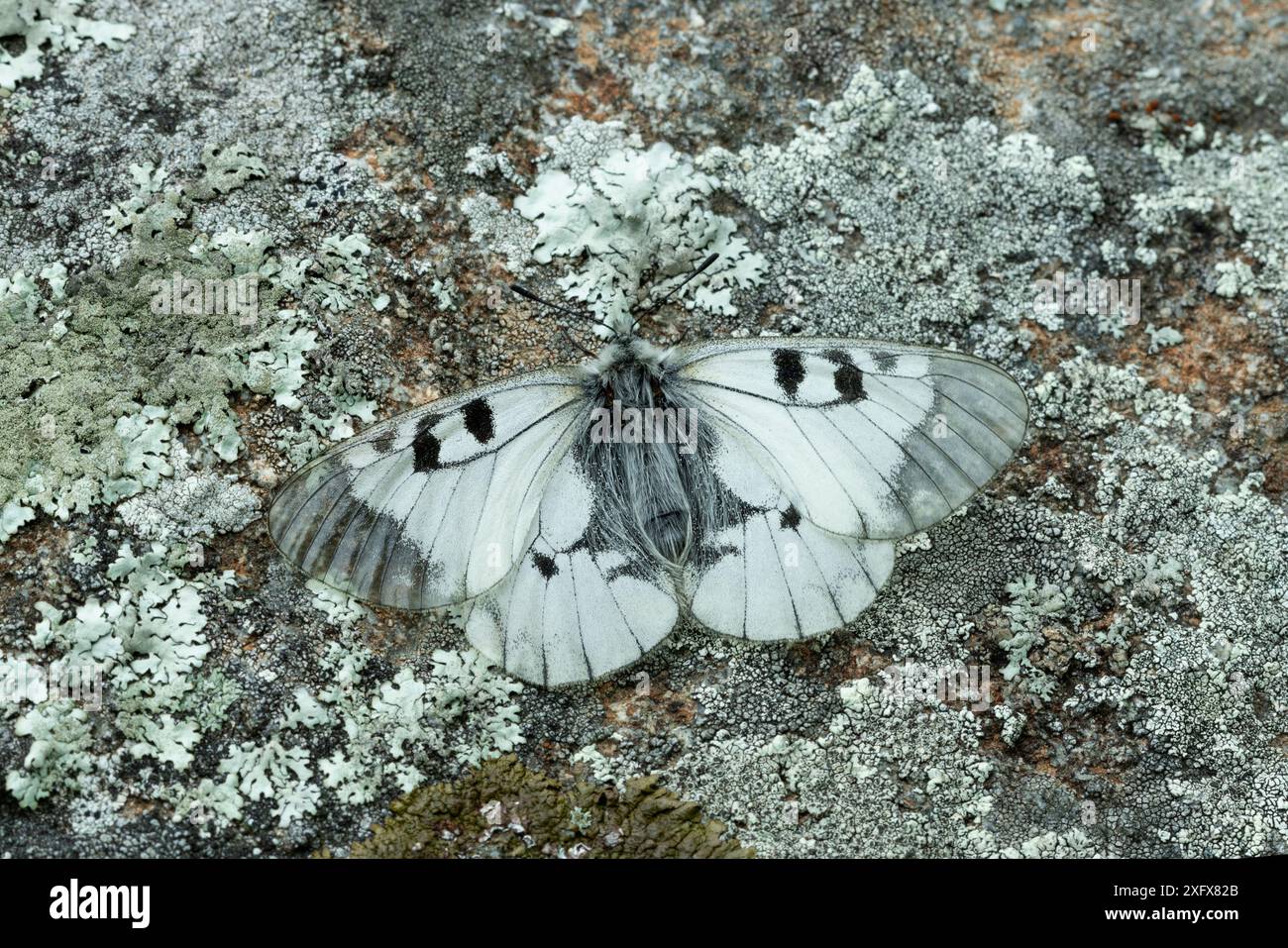 apollo nuvoloso (Parnassius mnemosyne) su roccia coperta di licheni. Catllar, Pirenei orientali, Francia sud-occidentale. Maggio. Foto Stock