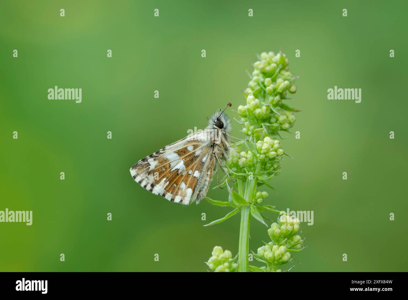 Grande skipper grizzled (Pyrgus alveus) su Bedstraw (Galium sp), Fillols, Pirenei orientali, Francia sud-occidentale. Maggio. Foto Stock