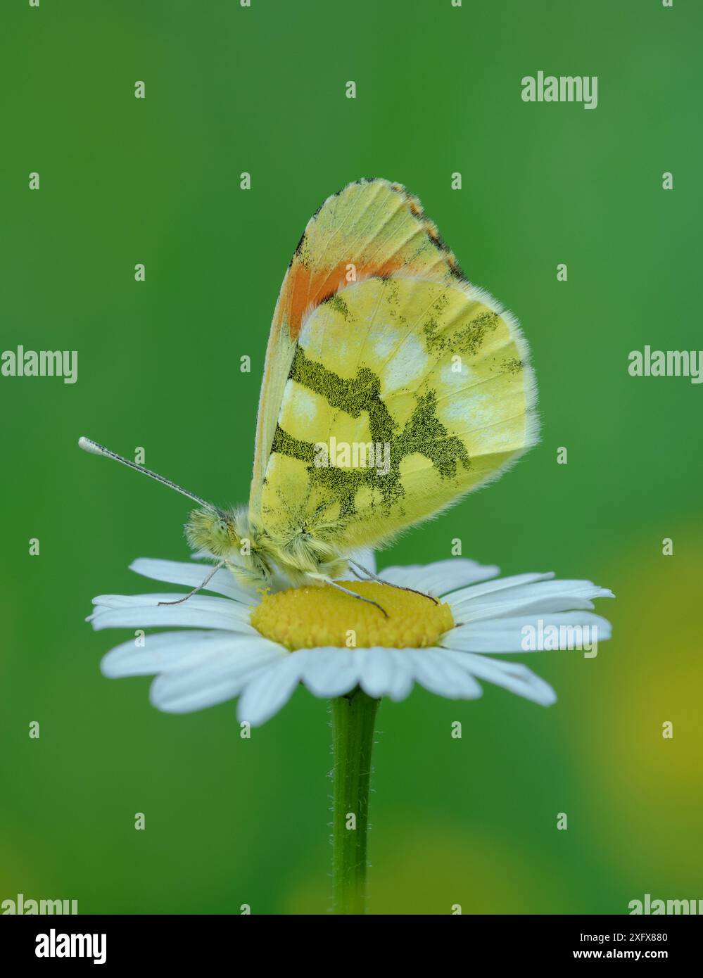 Farfalla con punta arancione della Provenza (Anthocharis euphenoides) che poggia sulla margherita Oxeye (Leucanthemum vulgare). A sud di Casteil, Pyrenees Orientales, a sud-ovest della Francia. Maggio. Foto Stock