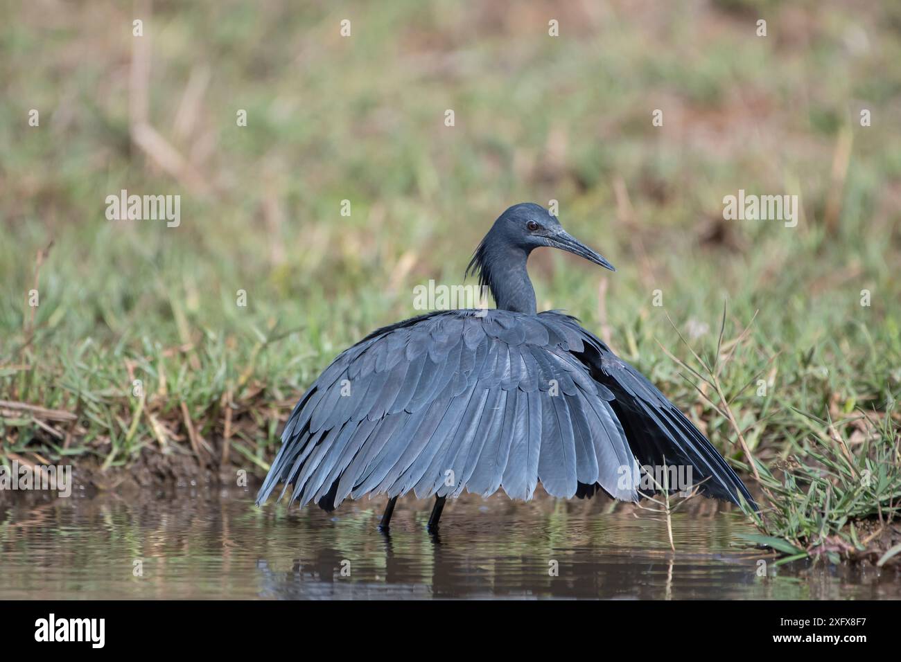 Nero garzetta (Egretta ardesiaca) formando le ali in ombrello mentre la pesca, Gambia. Foto Stock