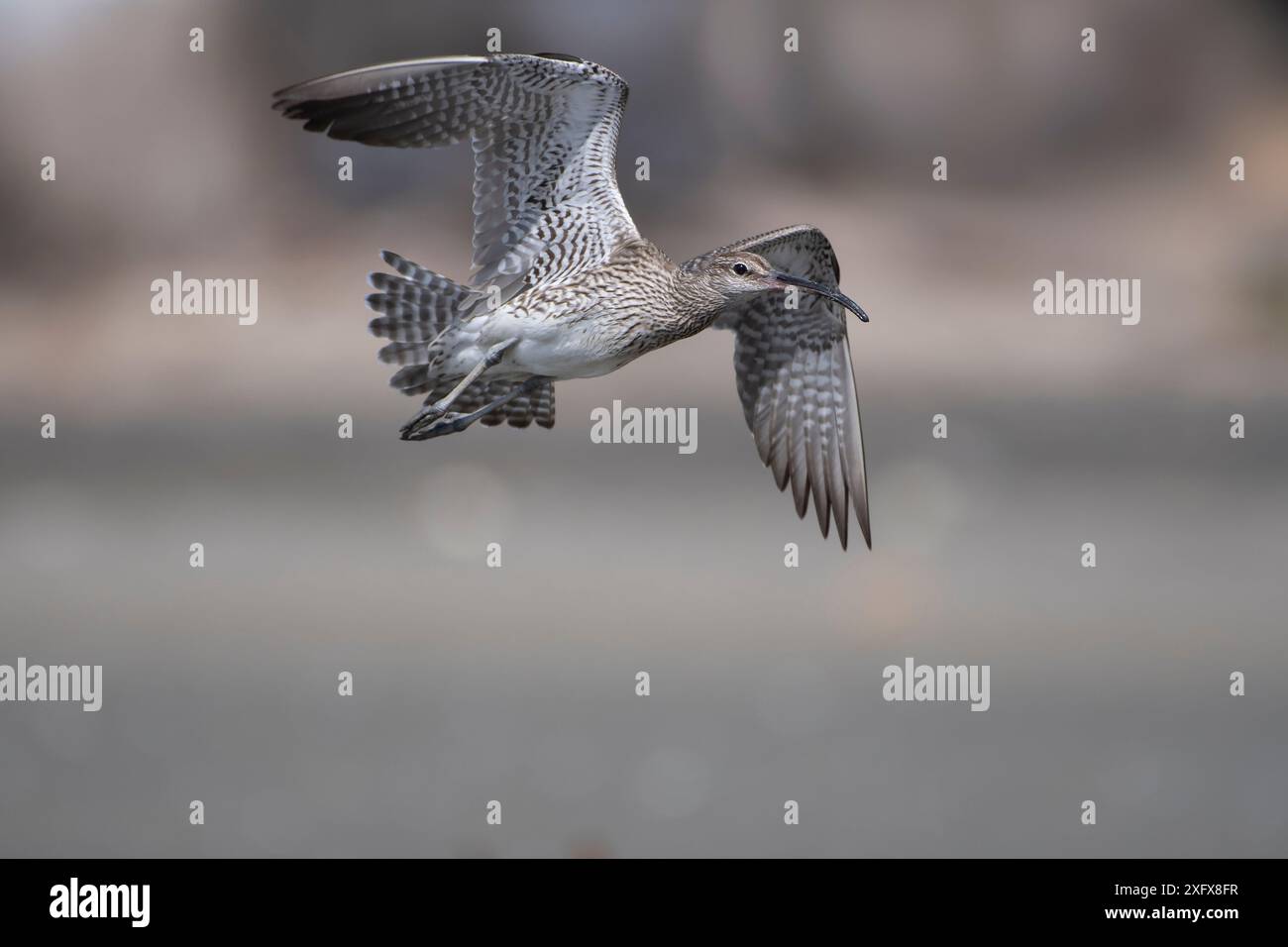 Whimbrel (Numenius phaeopus) in volo, Gambia . Foto Stock