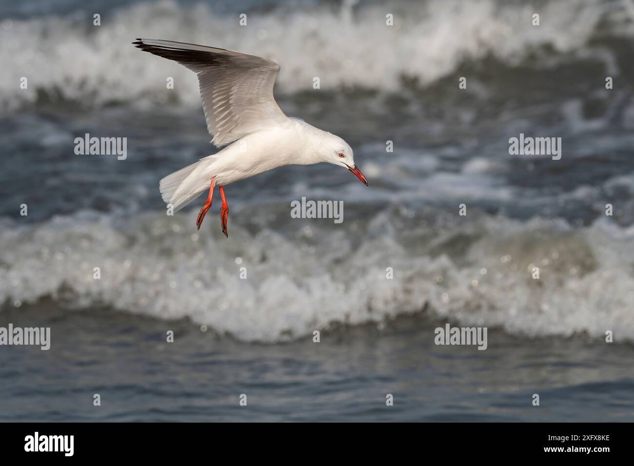 Gabbiano a becco sottile (Chroicocephalus genei) in volo, Gambia. Foto Stock