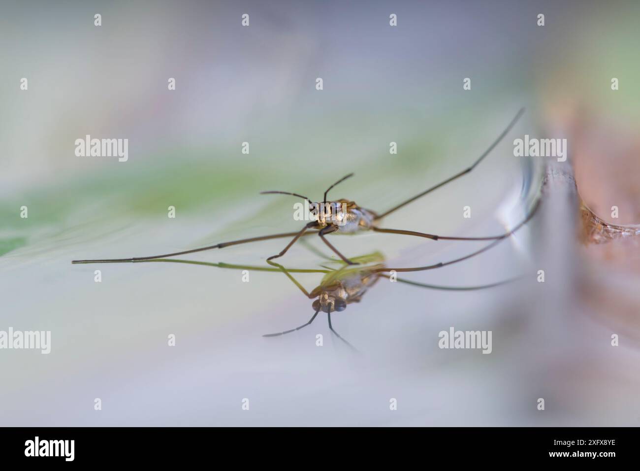 Pattinatore dello stagno (specie Gerris), Brasschaat, Belgio. Settembre Foto Stock