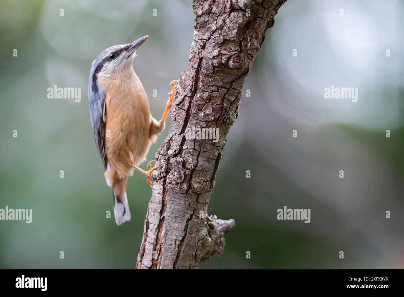 European nuthatch ( Sitta europaea), Brasschaat, Belgio. Settembre Foto Stock