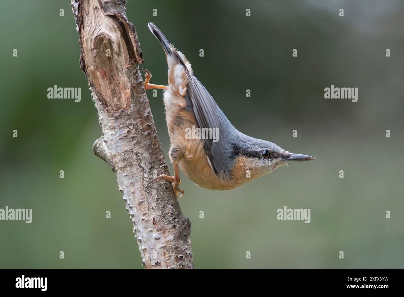 European nuthatch ( Sitta europaea), Brasschaat, Belgio. Agosto Foto Stock