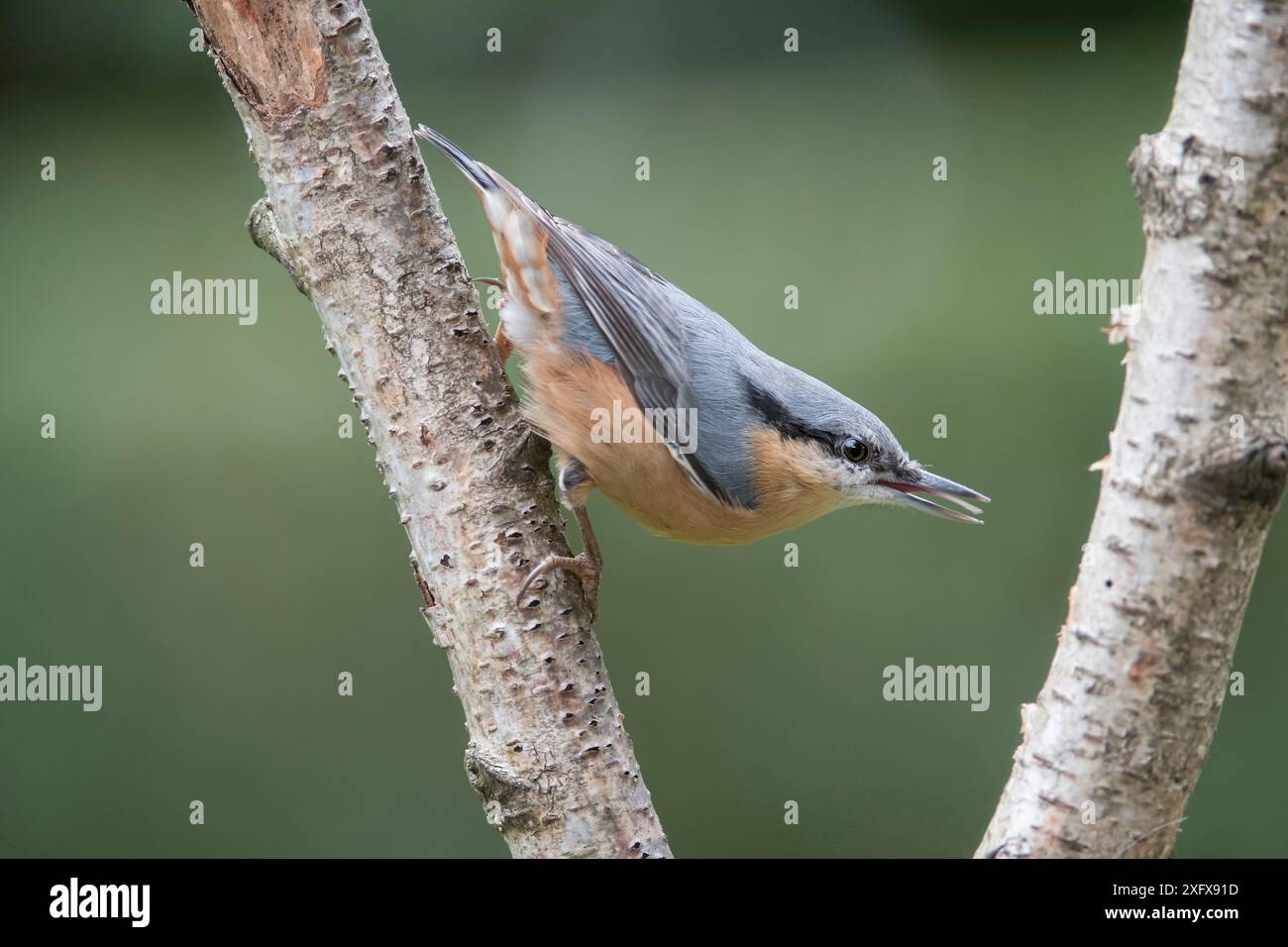 European nuthatch ( Sitta europaea), Brasschaat, Belgio. Agosto Foto Stock
