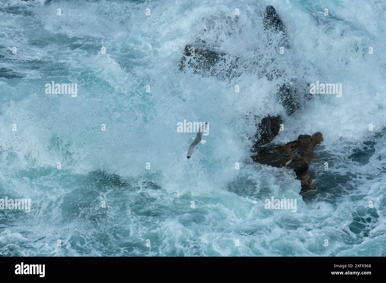 Kittiwake (Rissa tridactyla) sorvola il mare con onde che si infrangono. Great Saltee Island, Saltee Islands, County Wexford, Repubblica d'Irlanda. Giugno 2018. Foto Stock