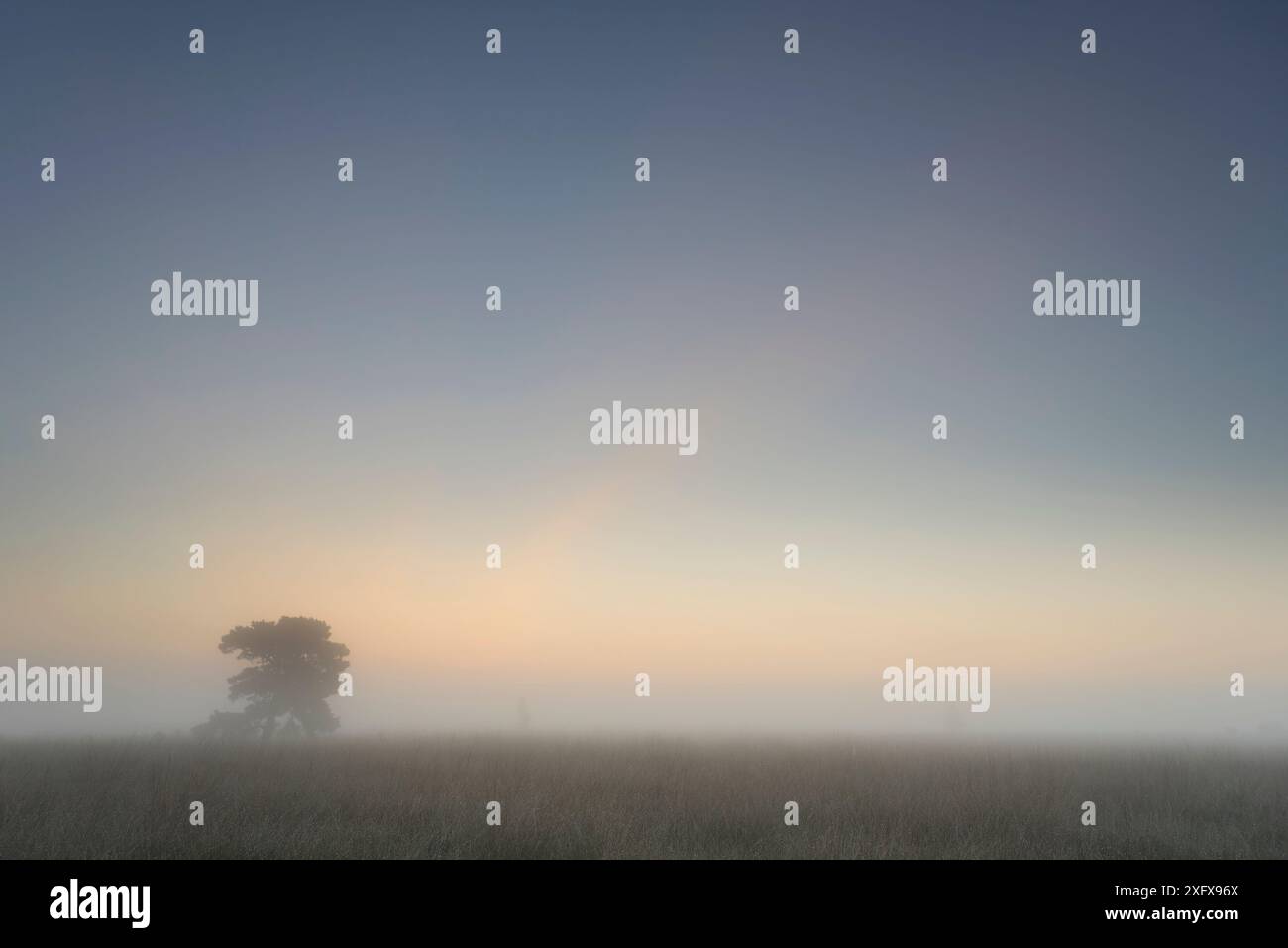 Pino scozzese (Pinus sylvestris) all'alba, Groot Schietveld, Wuustwezel, Belgio. Foto Stock