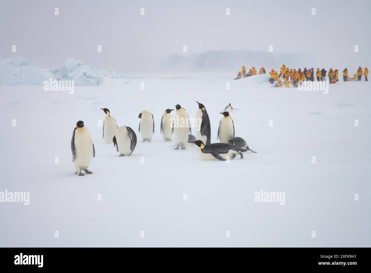 Pinguini imperatore (Aptenodytes forsteri) sotto tempesta di neve, mentre i turisti guardano in sottofondo. Vicino alla colonia di Snow Hill Island nel Mare di Weddell, Antartide Foto Stock