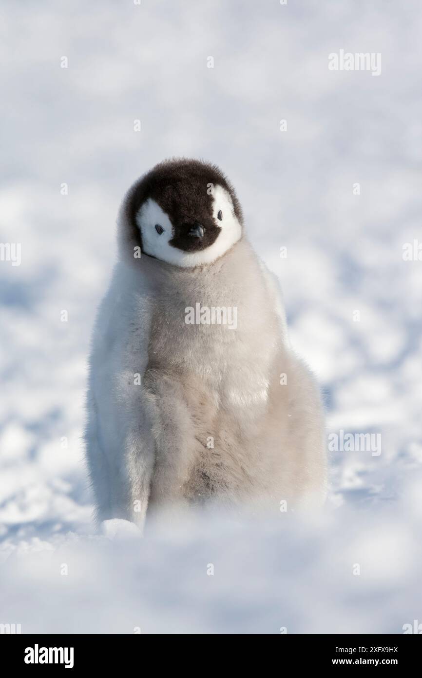 Pinguino imperatore (Aptenodytes forsteri) pulcino, Snow Hill Island Rookery, Weddell Sea, Antartide, novembre. Foto Stock