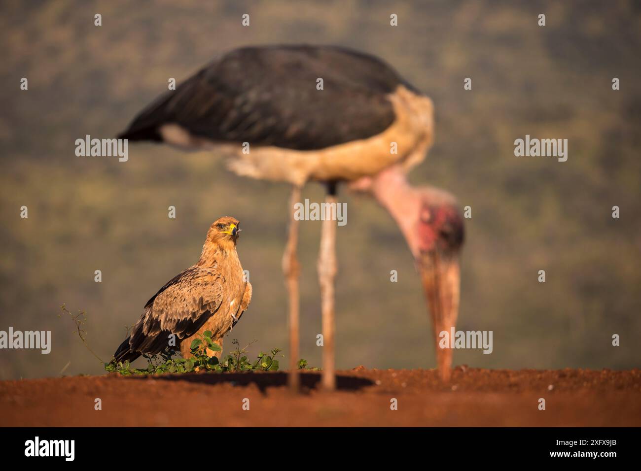 Aquila di Tawny (Aquila rapax) con Marabou (Leptoptilos crumenifer) riserva di caccia privata Zimanga, KwaZulu-Natal, Sudafrica. Foto Stock Aquila di Tawny (Aquila rapax) con Marabou (Leptoptilos crumenifer) riserva di caccia privata Zimanga, KwaZulu-Natal, Sudafrica. Foto Stock