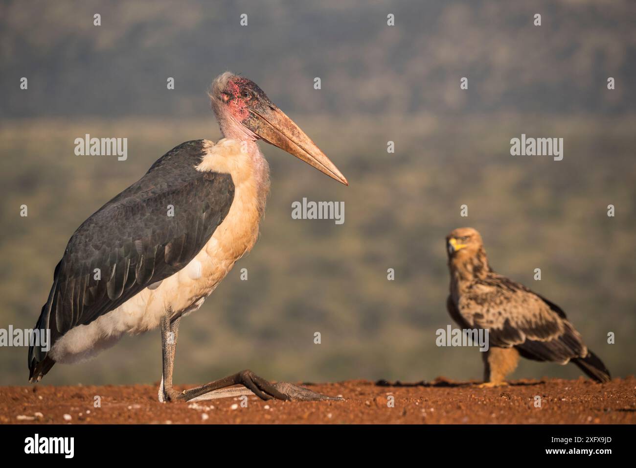 Marabou (Leptoptilos crumenifer) seduto accanto all'aquila Tawny (Aquila rapax) Zimanga Private Game Reserve, KwaZulu-Natal, Sudafrica. Foto Stock Marabou (Leptoptilos crumenifer) seduto accanto all'aquila Tawny (Aquila rapax) Zimanga Private Game Reserve, KwaZulu-Natal, Sudafrica. Foto Stock