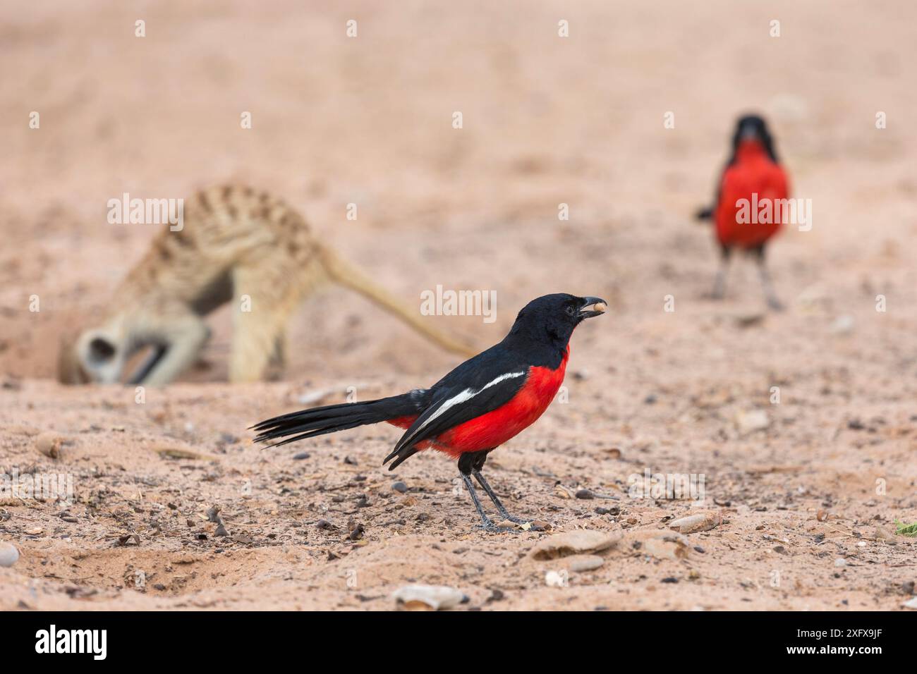 shrike al petto di Crimson (Laniarius atrococcineus) dopo il foraggiamento Meerkat (Suricata suricatta) Kgalagadi Transborder Park, Sudafrica. Foto Stock