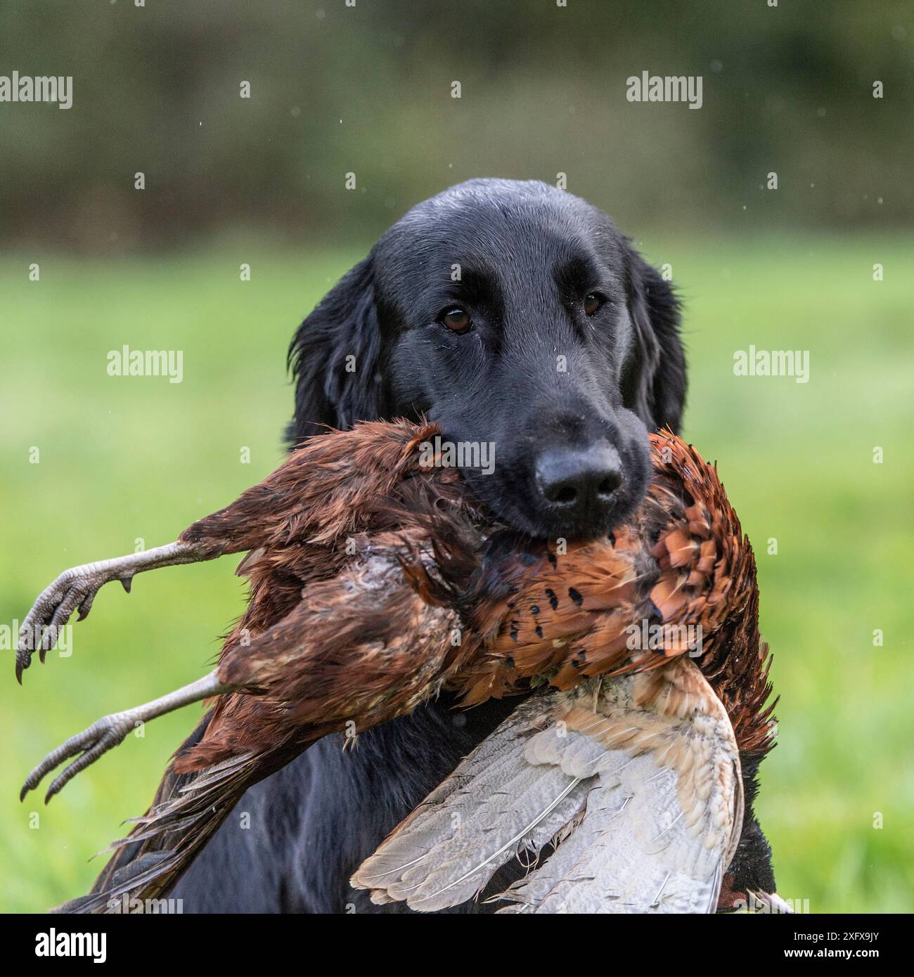 Recupero con rivestimento piatto che trasporta fagiano morto Foto Stock