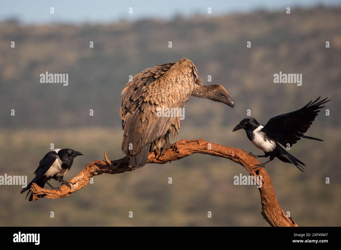 Avvoltoio bianco (Gyps africanus) con corvi pied (Corvus albus) riserva di caccia privata Zimanga, KwaZulu-Natal, Sudafrica. Foto Stock