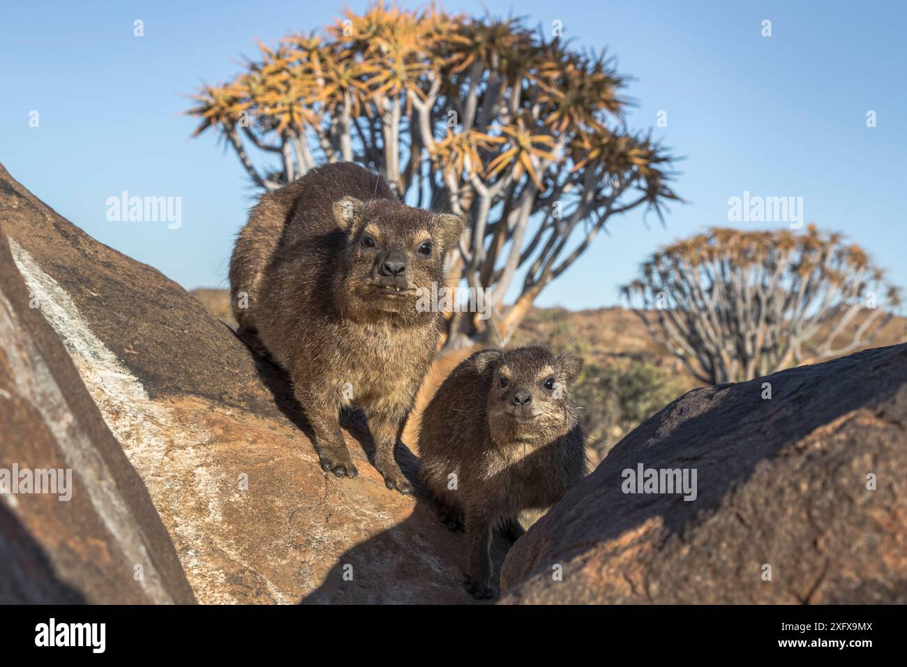Rock hyrax (Procavia capensis) Quiver Tree Forest, Keetmanshoop, Namibia. Foto Stock Rock hyrax (Procavia capensis) Quiver Tree Forest, Keetmanshoop, Namibia. Foto Stock