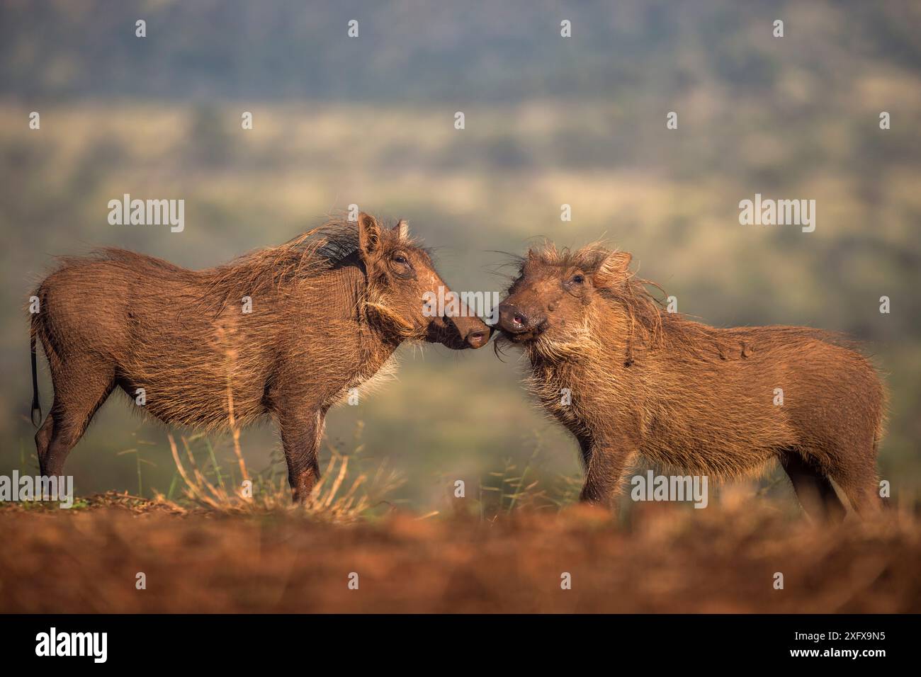 Warthogs (Phacochoerus africanus) Zimanga Private Game Reserve, KwaZulu-Natal, Sudafrica. Foto Stock Warthogs (Phacochoerus africanus) Zimanga Private Game Reserve, KwaZulu-Natal, Sudafrica. Foto Stock