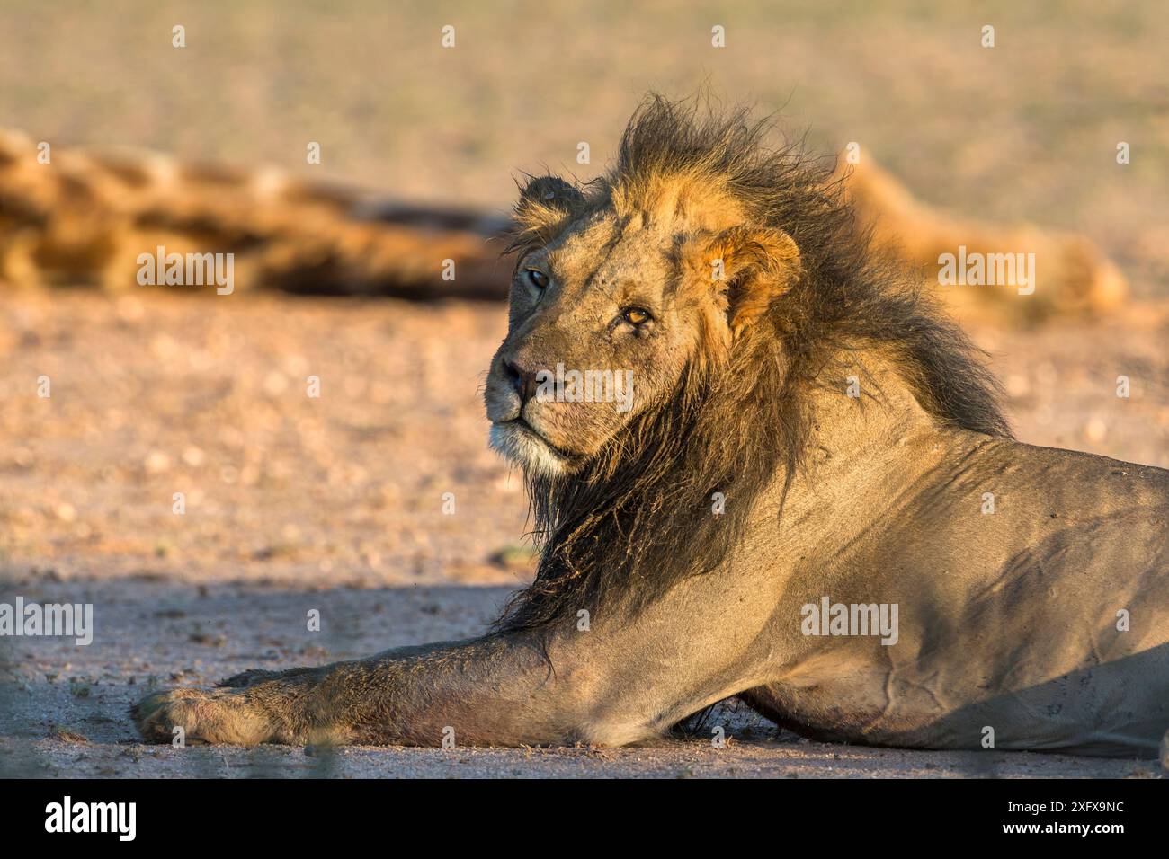 Leone (Panthera leo) maschio con giraffa morta (Giraffa camelopardalis) ucciso in combattimento con un'altra giraffa, Kgalagadi Transborder Park, Sudafrica, gennaio 2018 Foto Stock Leone (Panthera leo) maschio con giraffa morta (Giraffa camelopardalis) ucciso in combattimento con un'altra giraffa, Kgalagadi Transborder Park, Sudafrica, gennaio 2018 Foto Stock