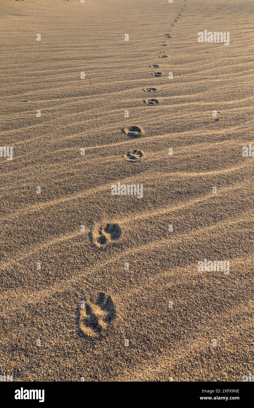 Orme di iena marrone (Hyaena brunnea) nella sabbia, deserto del Namib, Namibia. Foto Stock