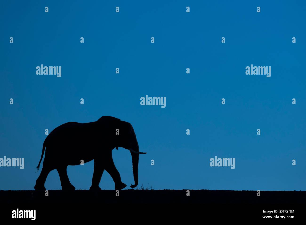 Elefante africano (Loxodonta africana) silhouette, riserva di caccia privata Zimanga, KwaZulu-Natal, Sudafrica. Foto Stock Elefante africano (Loxodonta africana) silhouette, riserva di caccia privata Zimanga, KwaZulu-Natal, Sudafrica. Foto Stock