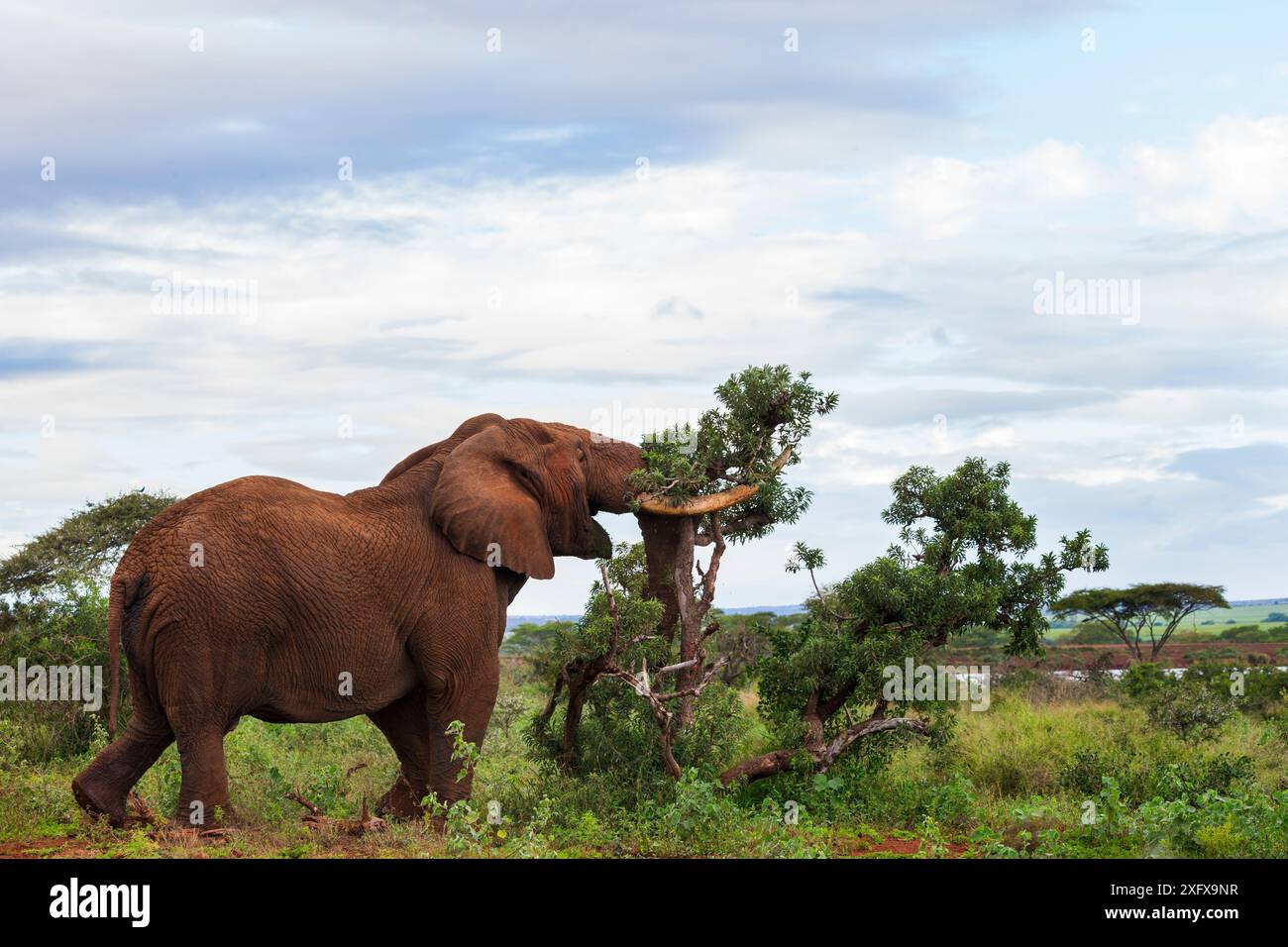 Elefante africano (Loxodonta africana) che spinge sull'albero, riserva di caccia privata Zimanga, KwaZulu-Natal, Sudafrica. Foto Stock Elefante africano (Loxodonta africana) che spinge sull'albero, riserva di caccia privata Zimanga, KwaZulu-Natal, Sudafrica. Foto Stock