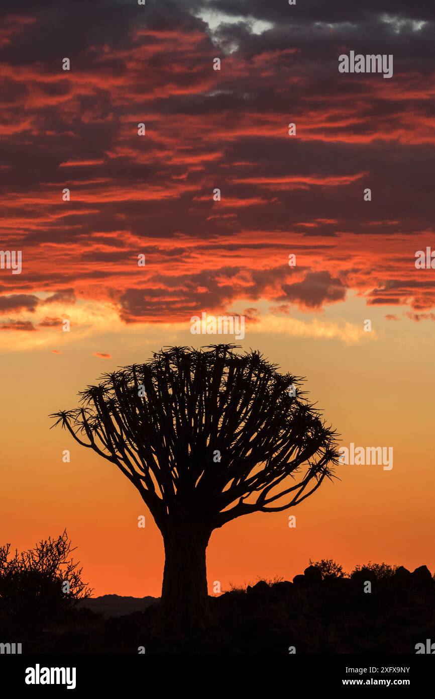 Albero trebbiante sagomato al tramonto (Aloidendron dichotomum) Quiver Tree Forest, Keetmanshoop, Namibia. Foto Stock Albero trebbiante sagomato al tramonto (Aloidendron dichotomum) Quiver Tree Forest, Keetmanshoop, Namibia. Foto Stock
