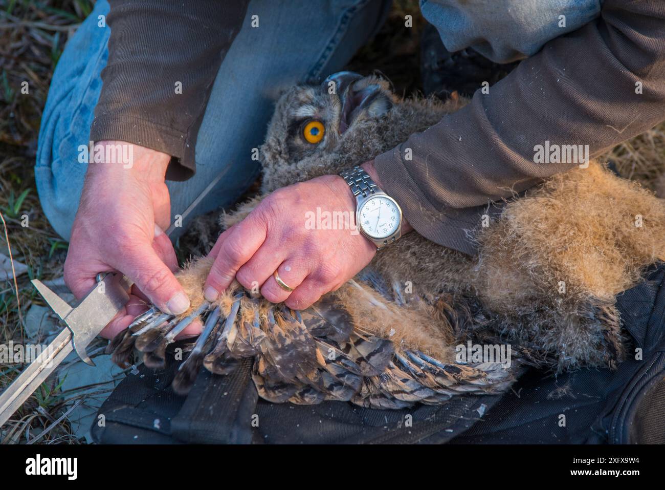 Gufo dell'aquila (bubo bubo) pulcino. Uomo che misura le ali del pulcino&#39;s durante la sessione di suoneria. Paesi Bassi. Febbraio 2016. Foto Stock