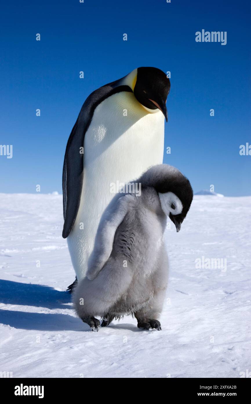 Pinguino imperatore (Aptenodytes forsteri) che cammina con una giovane ragazza alla riserva di Snow Hill Island, Antartide. Ottobre. Foto Stock