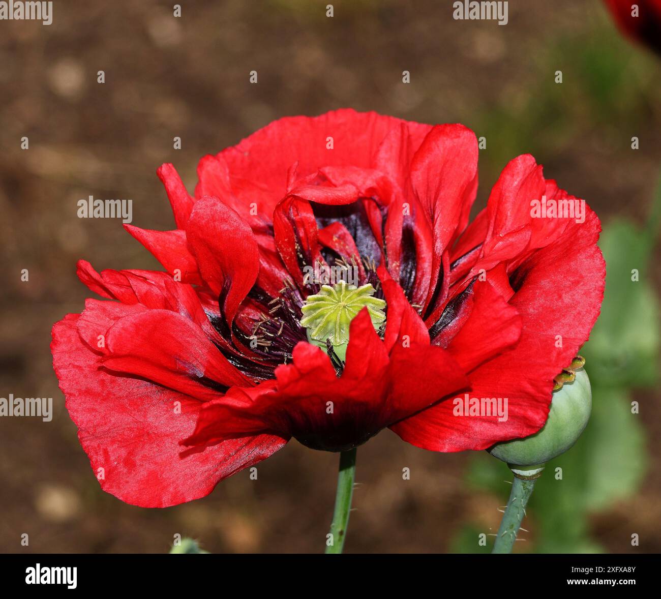 primo piano di un delicato fiore di papavero rosso Foto Stock