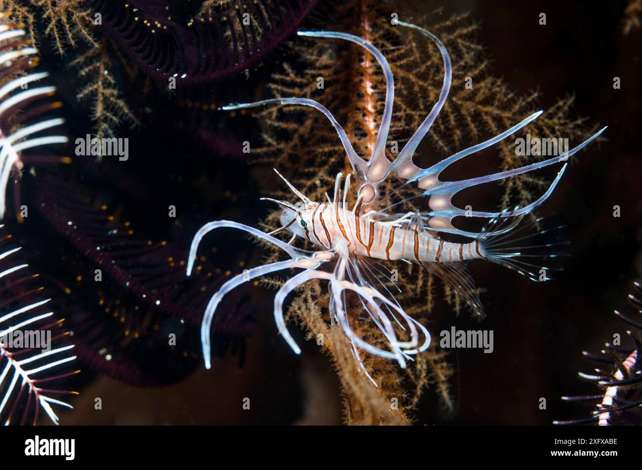 Giovanile di pesce leone rosso (Pterois volitans) Papua occidentale, Indonesia. Foto Stock