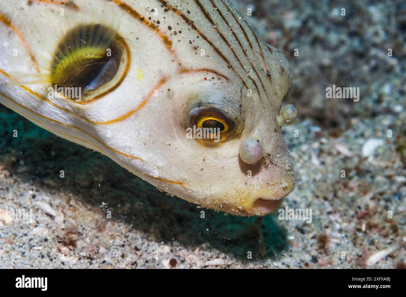 Soffione a righe (Arothron manilensis) con narici deformate ''. Puerto galera, Filippine. Foto Stock
