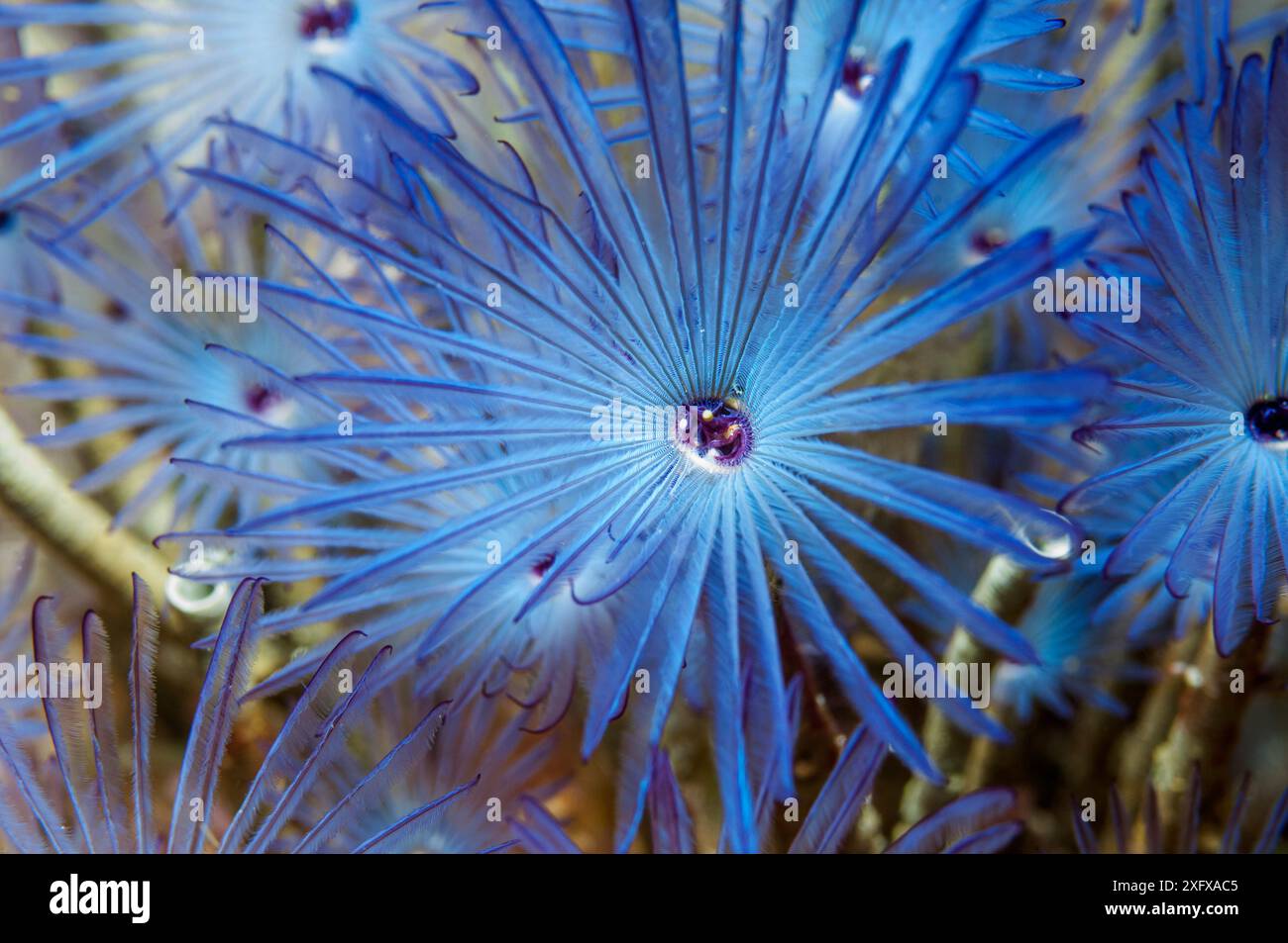 Piuma variegata (Bispira variegata) Sabellidae. Puerto galera, Filippine. Foto Stock