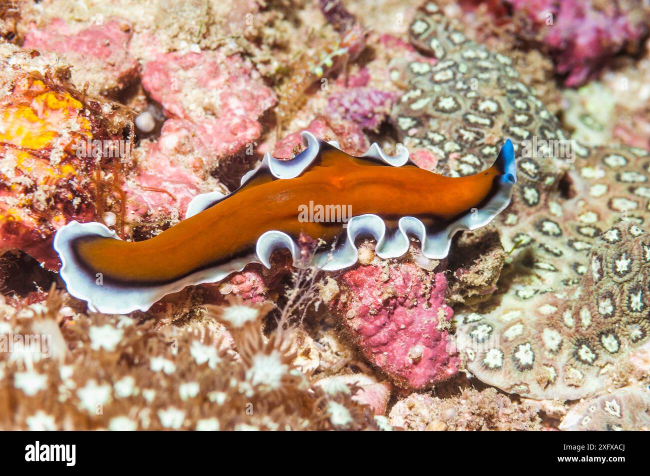 Flatworm, probabilmente Pseudobiceros sp, Papua Occidentale, Indonesia. Foto Stock