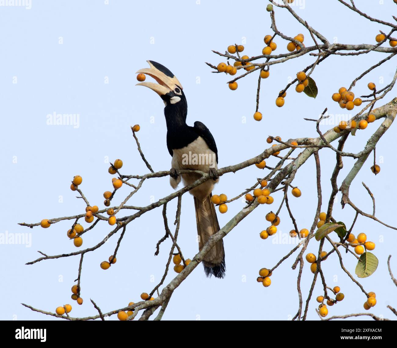 Carpino di Malabar (Anthracoceros coronatus) che si nutre di frutta nell'albero. Dandeli Wildlife Sanctuary, Karnataka, India. Foto Stock