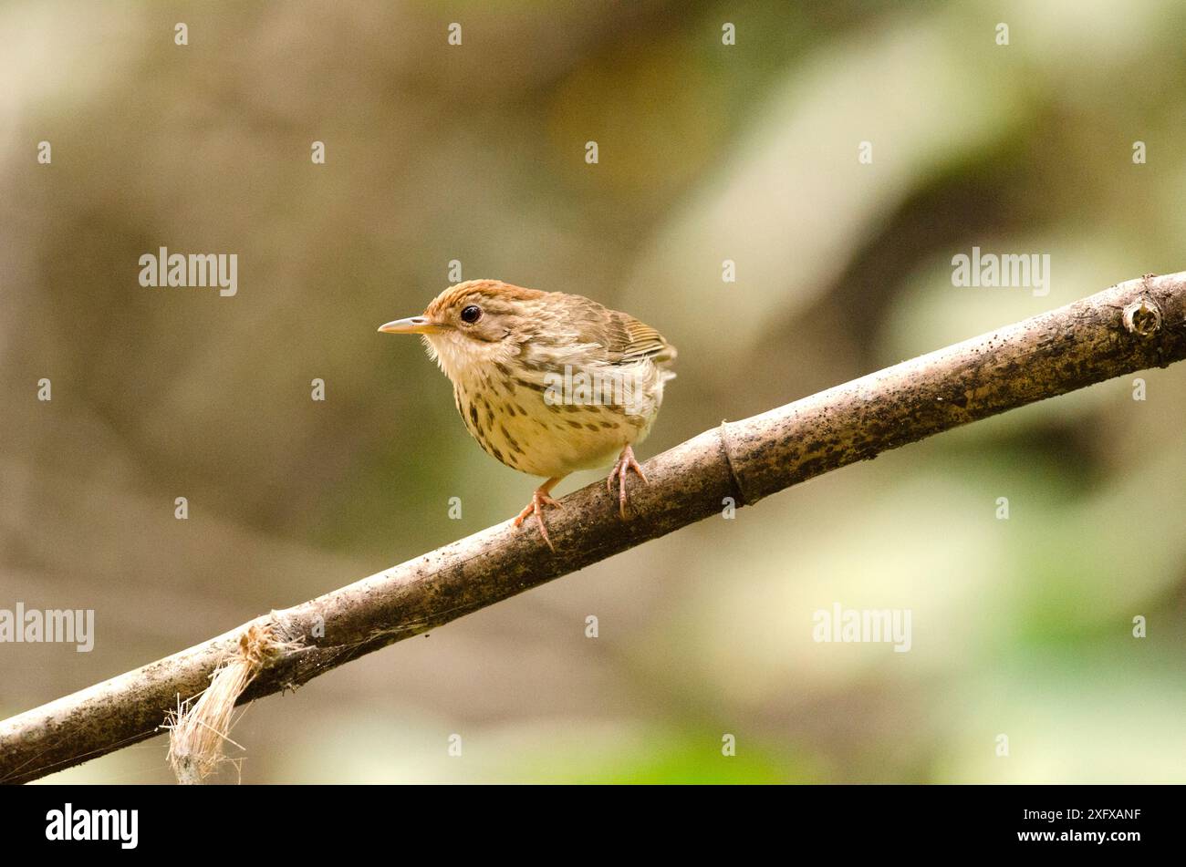 Babbler con gola di puff (Pellorneum ruficeps) appollaiato sul ramo. Dandeli Wildlife Sanctuary, Karnataka, India. Foto Stock