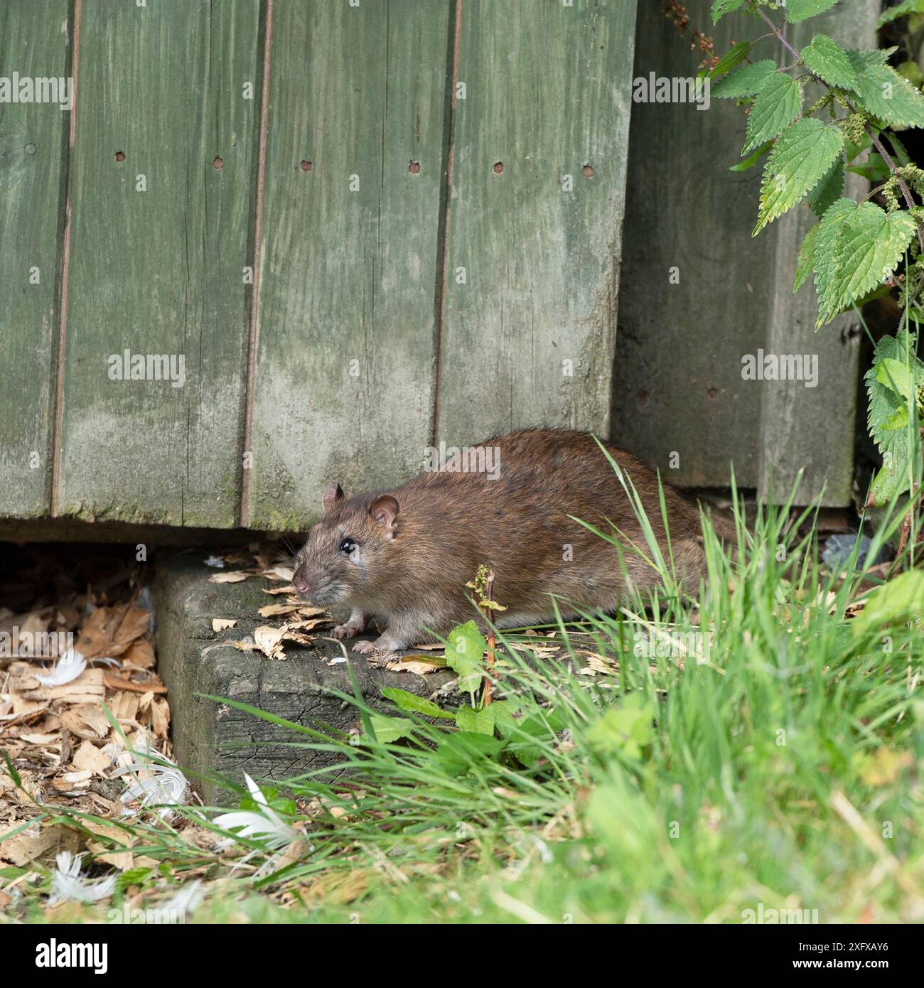Rattus norvegicus, ratto Foto Stock