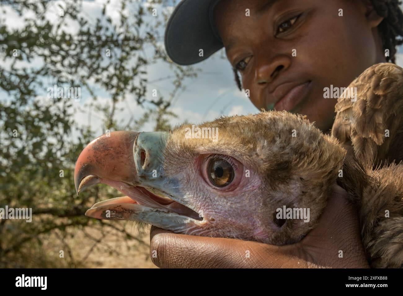 La giovane biologa mozambicana Diolinda Mundoza ammira un giovane avvoltoio dalla testa bianca (Trigonoceps occipitalis) mentre si prepara a liberarlo. Parco nazionale di Gorongosa, Mozambico. Foto Stock