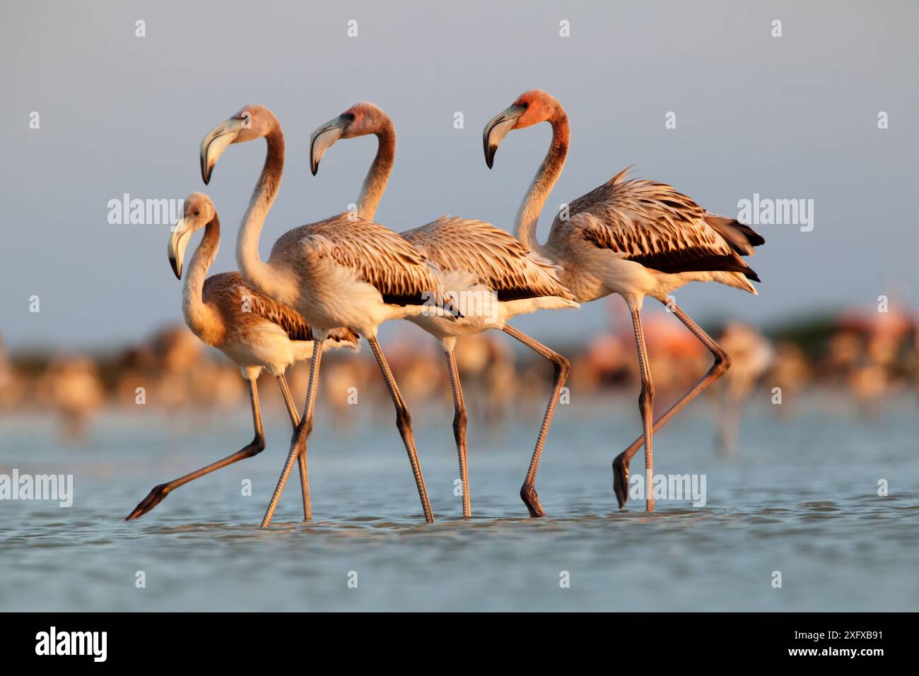 fenicottero caraibico (Phoenicopterus ruber) giovanile, riserva della biosfera di Ria Lagartos, penisola dello Yucatan, Messico, settembre Foto Stock