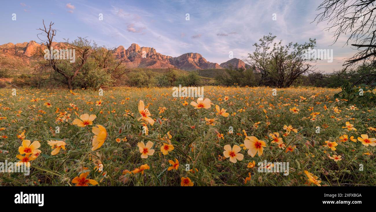 Papaveri dell'Arizona (Kallstroemia grandiflora) che fioriscono tra gli alberi di Mesquite (Prosopsis sp) con le montagne di Santa Catalina sullo sfondo. Pioggia monsonica post estate, luce serale. Deserto di Sonora, Catalina State Park, vicino a Tucson, Arizona, Stati Uniti. Luglio 2018. Foto Stock