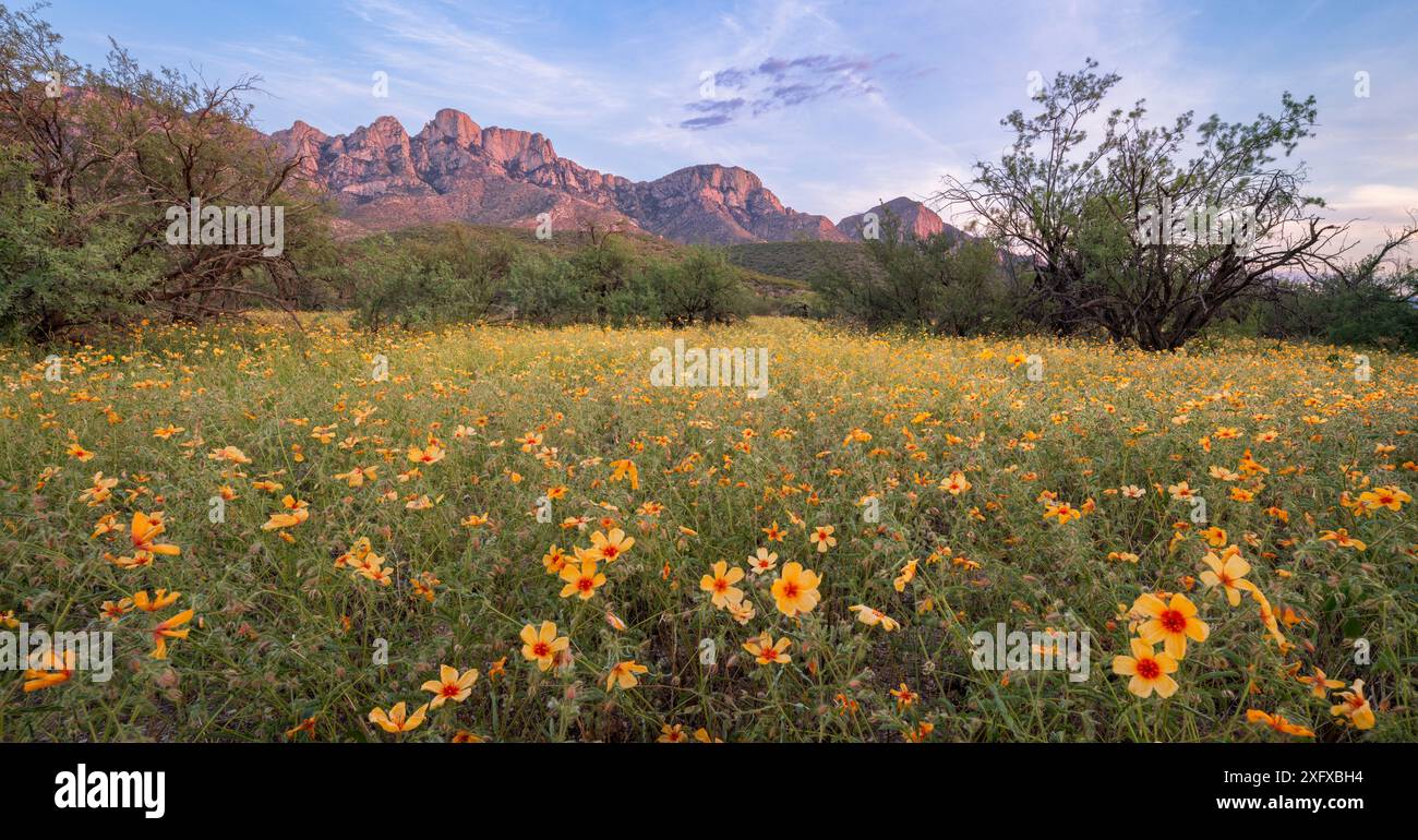 Papavero dell'Arizona (Kallstroemia grandiflora) che fiorisce tra gli alberi di Mesquite (Prosopsis sp) con le montagne di Santa Catalina sullo sfondo. Piogge monsoniche dopo l'estate, luce serale. Deserto di Sonora, Catalina State Park, vicino a Tucson, Arizona, Stati Uniti. Luglio 2018. Foto Stock