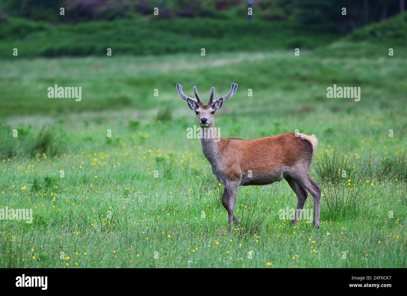 Cervo rosso (Cervus elaphus) cervo in campo, Glen Etive, Scozia, Regno Unito. Giugno. Foto Stock