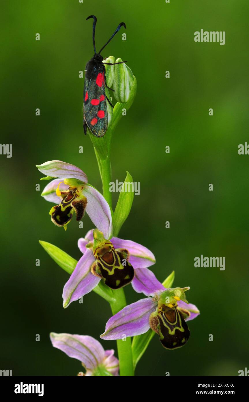 Orchidea delle api (Ophrys apifera) con falena burnet a sei punti (Zygaena filipendulae) Dorset, Regno Unito giugno 2018 Foto Stock