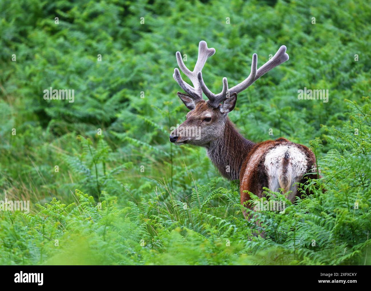 Cervo rosso (Cervus elaphus) cervo in salamoia, Glen Etive, Scozia, Regno Unito. Giugno. Foto Stock